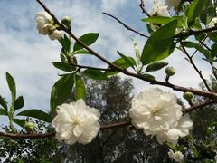 -南国桃园旅游度假区