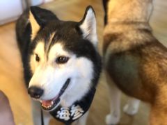 -Husky Go! 哈士奇体验馆·宠物咖啡厅狗咖