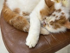 -共舞时光猫咖·狗咖(新街口店)