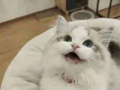 -瑞派动物医院·绝育·犬猫全科·预防医学(光景江南中店)