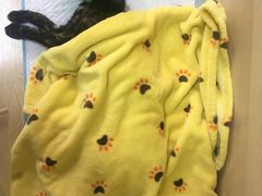 -乐派堂宠物医院·猫友好· 心脏科(东街店)