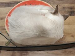 -袖虎·猫馆(体育西路店)