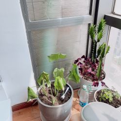 -Yue Show馨选·半永久纹眉纹眼线