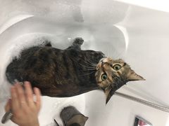 -爱洗澡的猫(望京店)