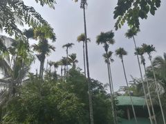 -海南槟榔谷黎苗文化旅游区