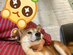 -萌喵宠狗爱心宠咖