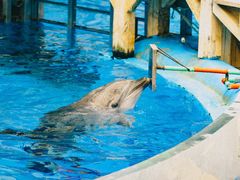 -海合安天津极地海洋公园