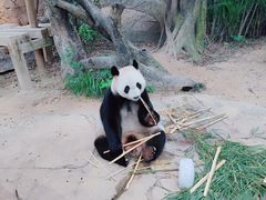 -广州长隆野生动物世界
