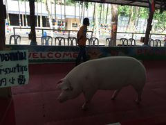 -是拉差龙虎园(Permanently closed)