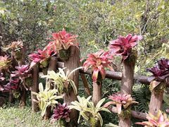 -深圳仙湖植物园