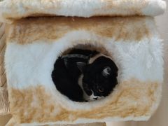 -藏猫猫咖啡主题馆(中央大道店)