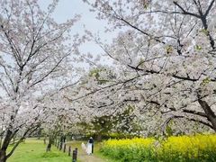 -苏州上方山国家森林公园