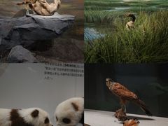 -四川大学博物馆