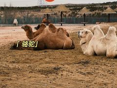 -鄂尔多斯野生动物园