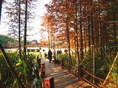 -重庆彩云湖湿地公园