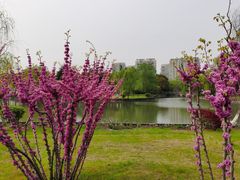 -中央公园(苏州工业园区)