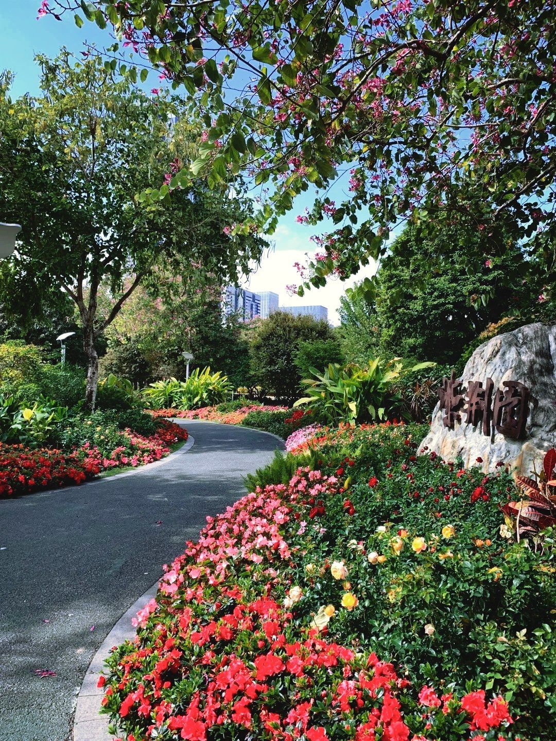 深圳这个公园的绝美花海,开爆了!