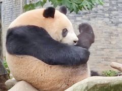 -都江堰中华大熊猫苑