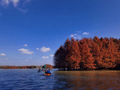 -上海海湾国家森林公园