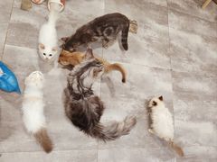 -楼上猫咖(罗湖店)