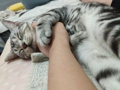 -lincat·猫舍(广州店)