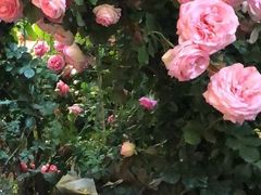 -双季花艺园艺市场(浦东店)