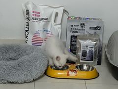 -糯米喵星人总部直营旗舰店·猫舍·幼猫出售