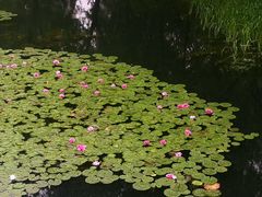 -洋湖国家湿地公园