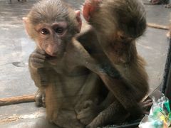 -西安秦岭野生动物园