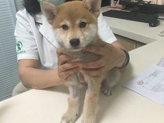 -瑞派·关忠动物医院·异宠专科·犬猫肿瘤·皮肤专科(望京店)