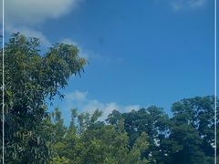 -深圳仙湖植物园