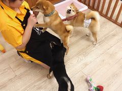 景观位-豆柴町-柴犬主题狗咖(红鼎国际C座店)
