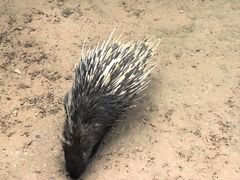 -青藏高原野生动物园