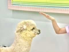 -怪兽屋·羊驼·猫咖·狗咖(俊华广场店)