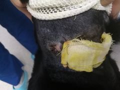 -喜多萌中农锦绣动物医院24H·猫科·牙科MRI·CT