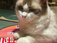 -喵喵咪呀布偶猫咖(春熙路店)