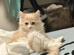 -天宠宠物医院24小时·急重症诊疗中心·全科·腔镜特色(和平分院)