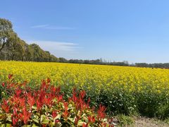 -庄行菜花景区