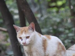 -宝通禅寺