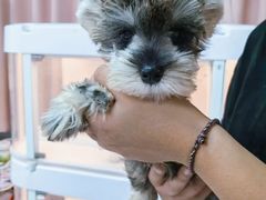 -翊宠yipet猫狗购宠庄园犬舍•猫舍