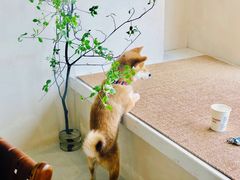 -SPARROW 家雀儿咖啡本店