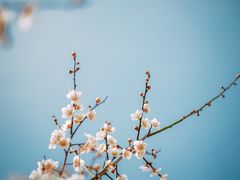 -梅花山(明孝陵内)