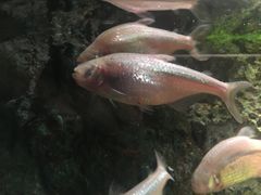 -暹罗海洋世界