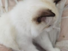 -帕帕拉兹宠物(亚洲旗舰店)