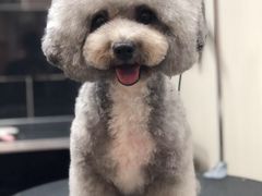 -小尾巴宠物店(万科·金域华庭店)