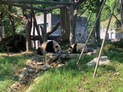 -都江堰中华大熊猫苑