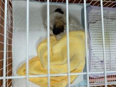 -翊宠yipet猫狗购宠庄园