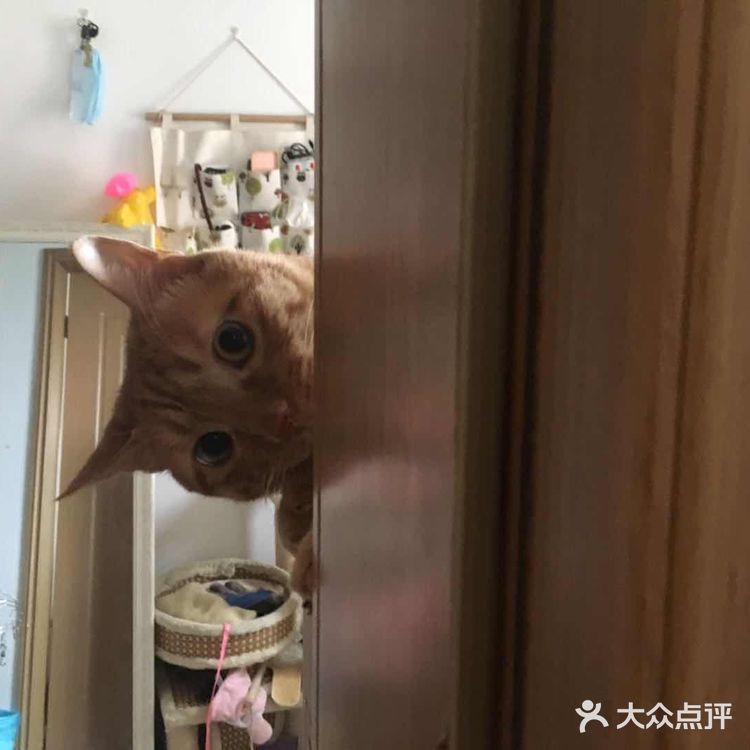 偷窥的大橘