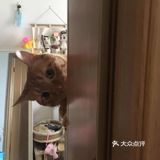 偷窥的大橘