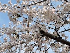 -高东镇樱花园
